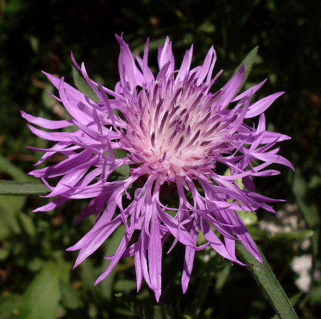 Изображение особи Centaurea jacea.