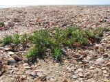 Suaeda prostrata. Растение на песчано-ракушечном пляже. Краснодарский край, м/о Анапа, окр. станицы Благовещенская, Кизилташский лиман. 20.08.2013.