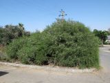 Melaleuca cardiophylla