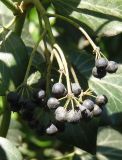 Hedera helix. Соплодие. Южный берег Крыма, пос. Отрадное, под деревьями. 20.05.2013.