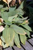 Gentiana lutea. Листья. Финляндия, г. Оулу, ботанический сад Университета Оулу, в культуре. 12.09.2013.