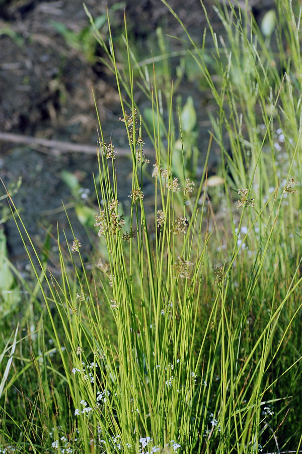 Изображение особи Juncus filiformis.