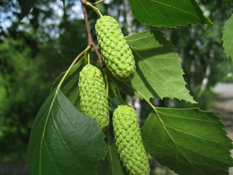 Изображение особи Betula pendula.