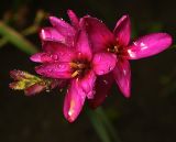 genus Ixia