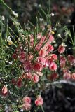 Calligonum aphyllum. Соплодие. Южный Казахстан, восточная граница пустыни Кызылкум. 06.05.2013.