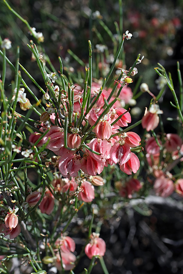 Изображение особи Calligonum aphyllum.