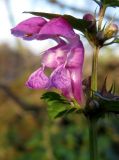 Lamium maculatum. Цветки (вторичное цветение). Курск, берег техногенного водотока \"Тёплый канал\". 29.10.2013.