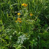 Trollius dschungaricus