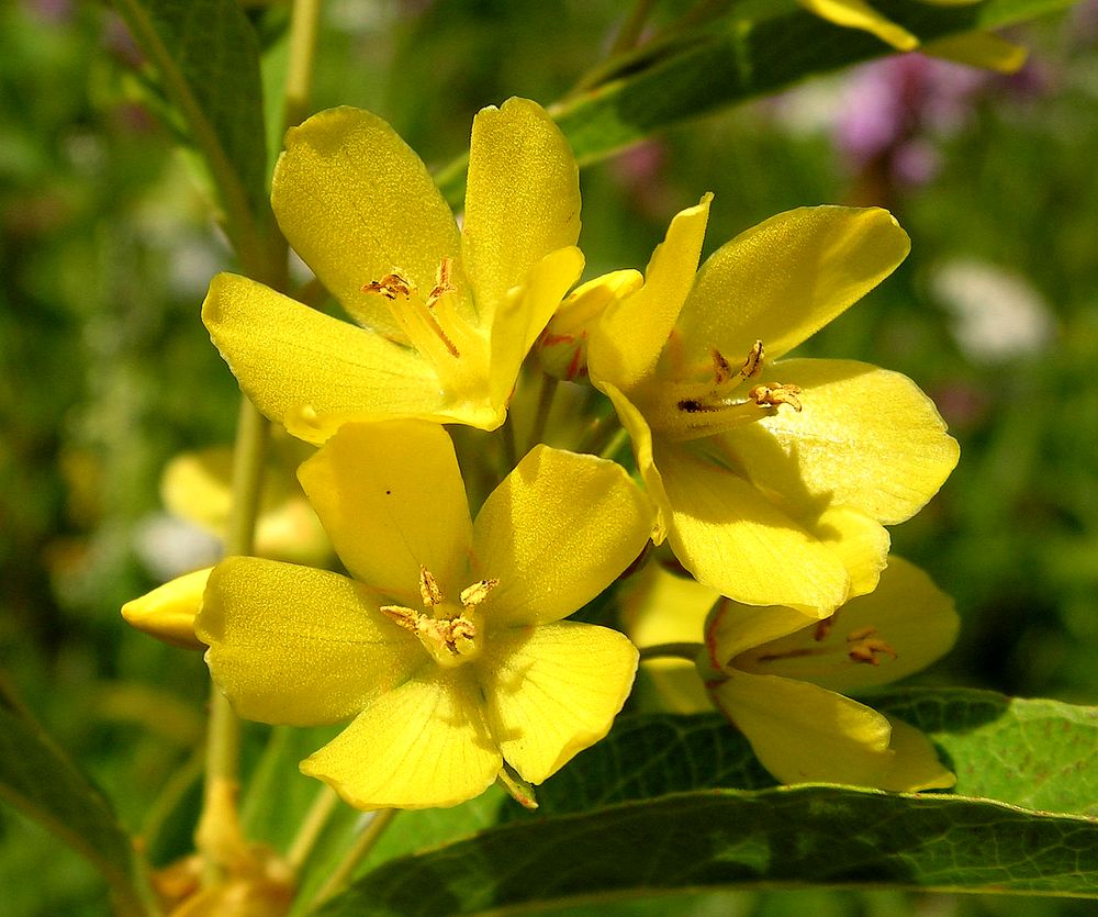 Изображение особи Lysimachia davurica.