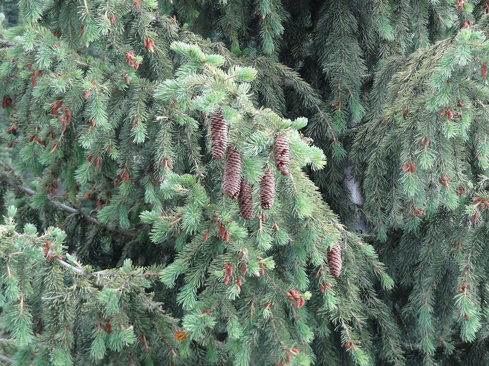 Изображение особи Picea schrenkiana.