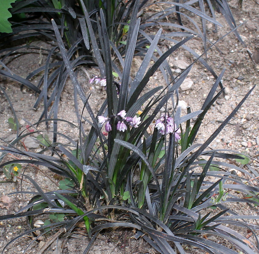 Изображение особи Ophiopogon planiscapus.