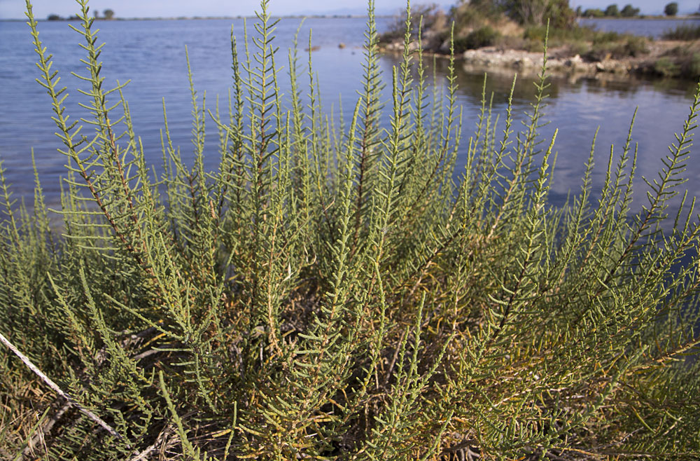 Image of Arthrocnemum macrostachyum specimen.