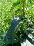 Verbascum nigrum