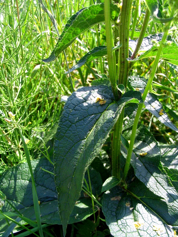 Изображение особи Verbascum nigrum.