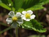 Fragaria vesca