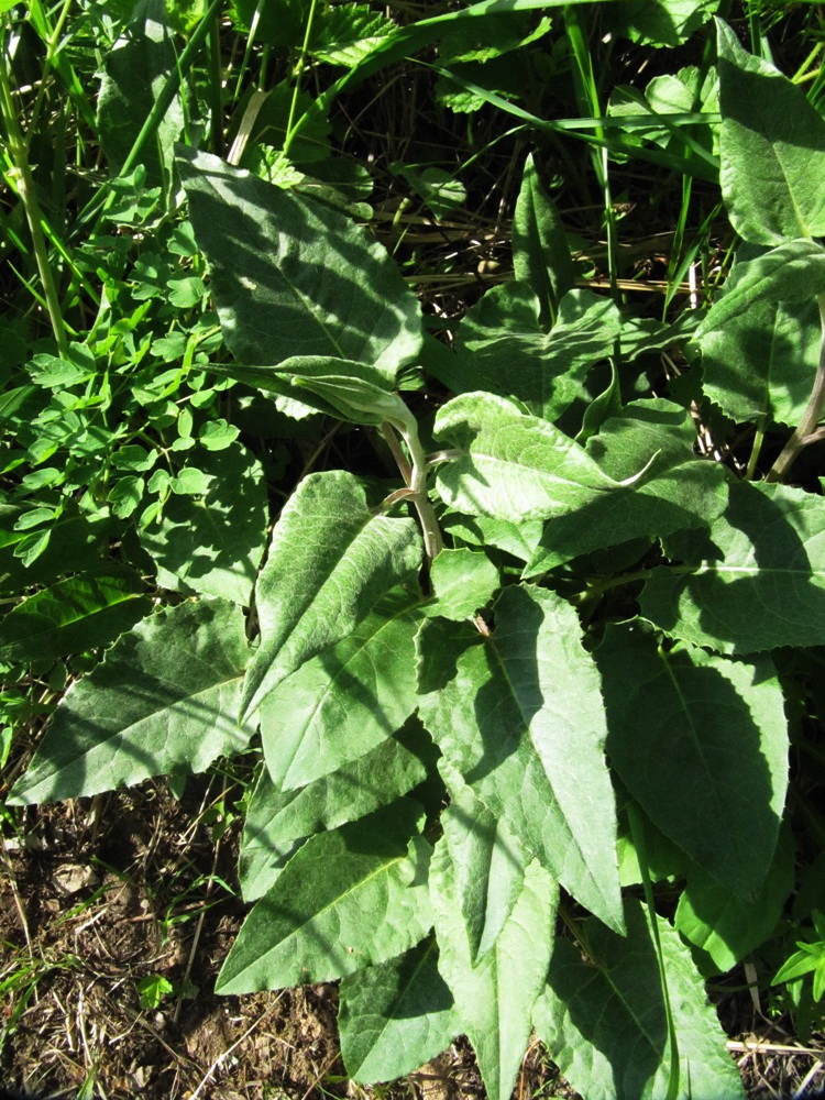 Image of Saussurea controversa specimen.