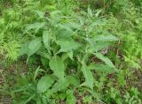 Cirsium helenioides