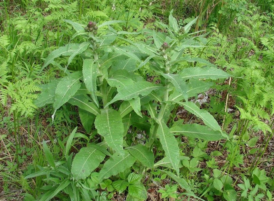 Image of Cirsium helenioides specimen.