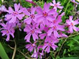 Phlox subulata. Цветки. Подмосковье, Одинцовский р-н, окр. г. Кубинка, садовый участок. 15.05.2013.