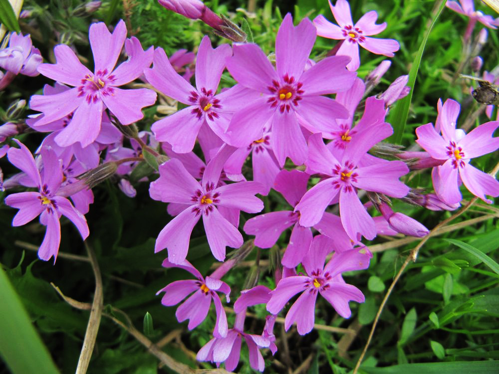 Изображение особи Phlox subulata.