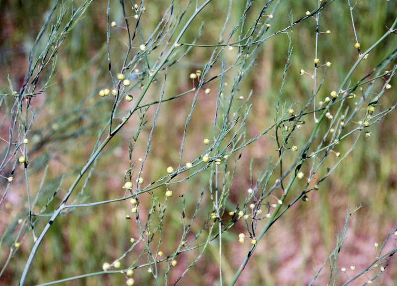 Image of Asparagus officinalis specimen.