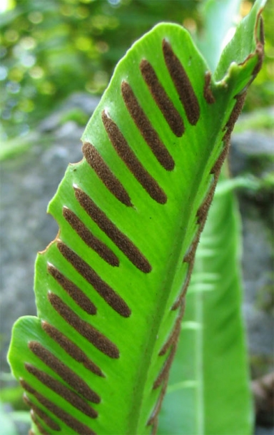 Image of Phyllitis scolopendrium specimen.