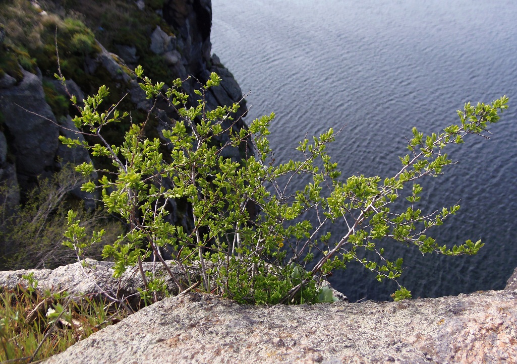 Image of Spiraea hypericifolia specimen.