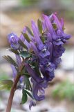 Corydalis solida. Соцветие. Санкт-Петербург, Петергоф, парк \"Александрия\". 13.04.2014.