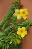 Allamanda hendersonii