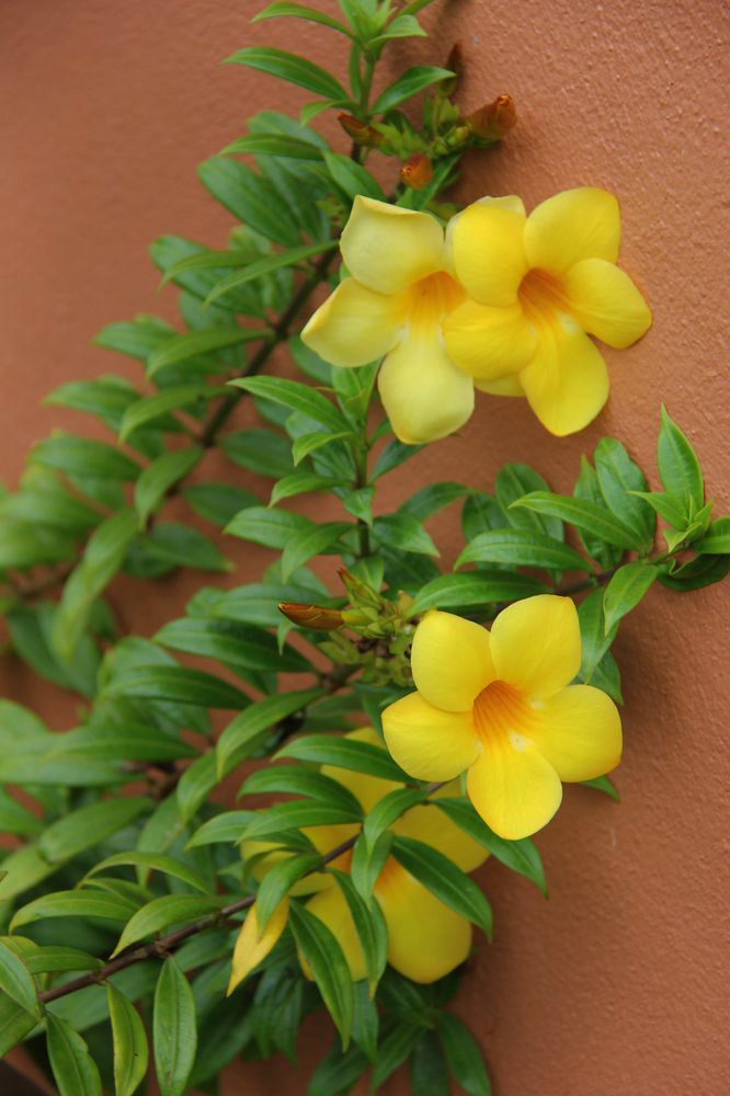 Изображение особи Allamanda hendersonii.