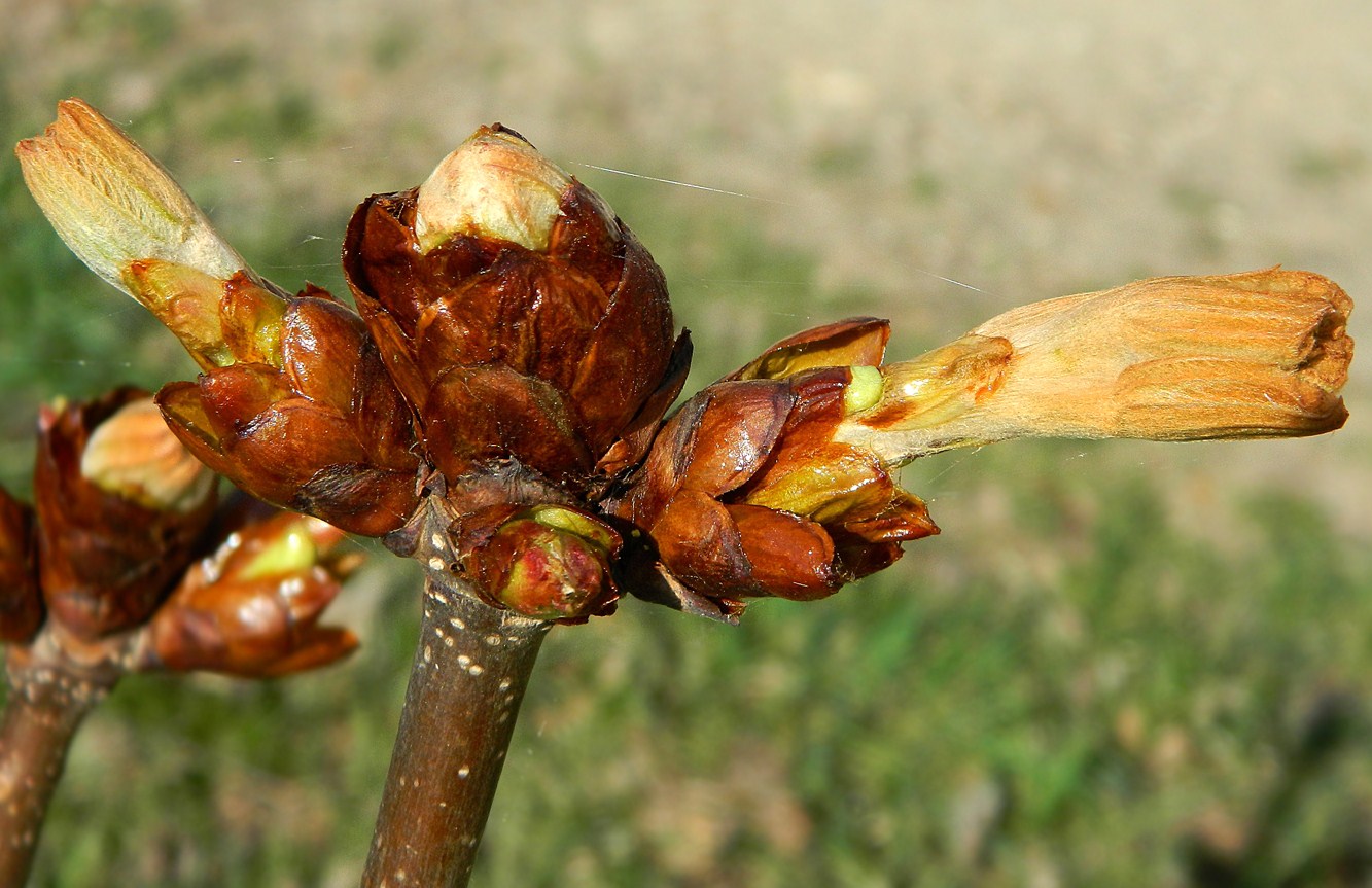 Изображение особи Aesculus hippocastanum.