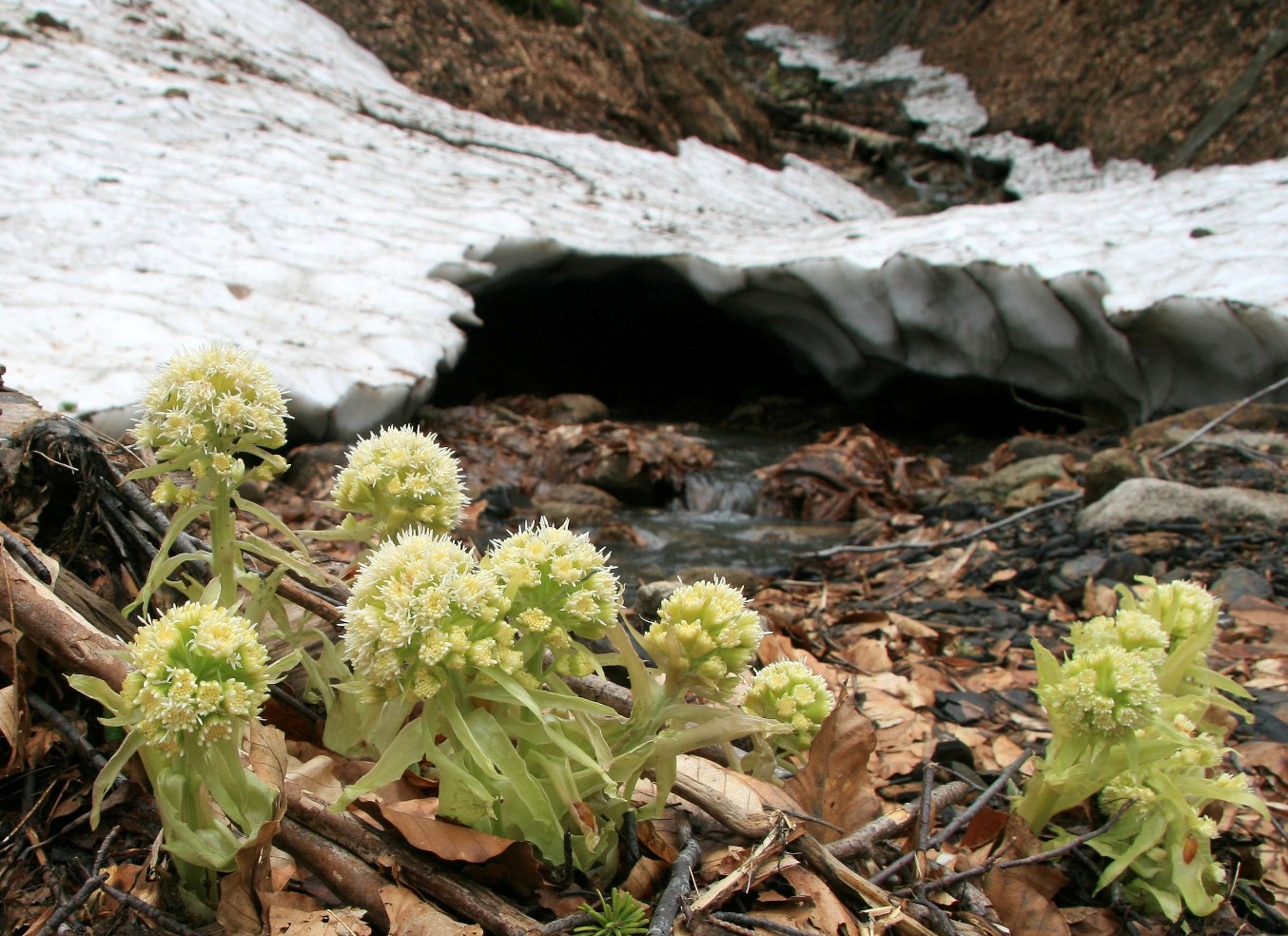 Изображение особи Petasites albus.