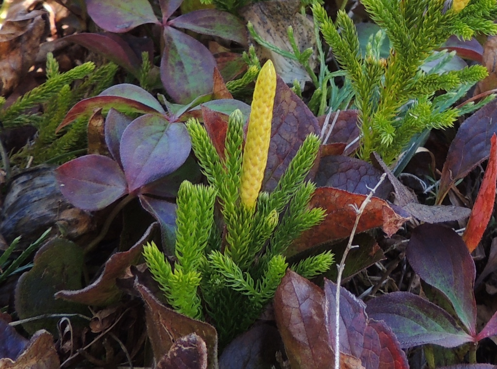 Image of Lycopodium juniperoideum specimen.