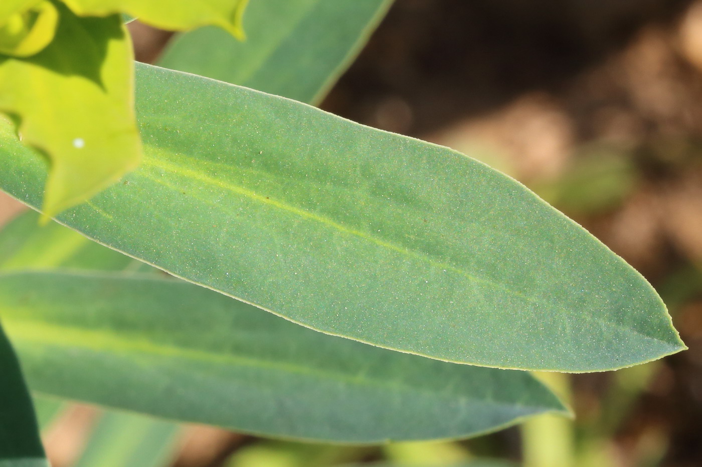 Image of Euphorbia stepposa specimen.