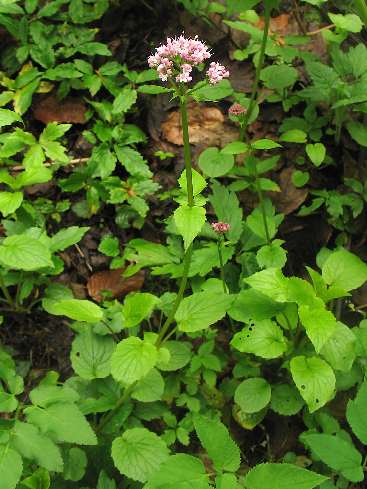 Изображение особи Valeriana tripteris.