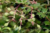 Berberis darwinii. Соплодия с невызревшими плодами. Германия, г. Дюссельдорф, Ботанический сад университета. 04.05.2014.