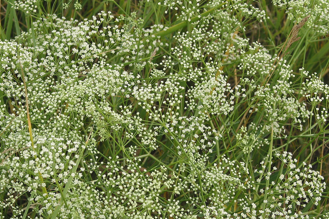 Image of Falcaria vulgaris specimen.