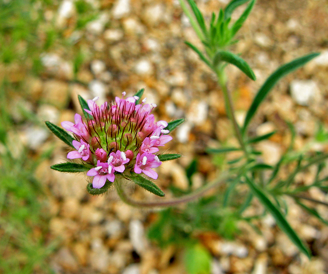 Image of Lomelosia micrantha specimen.
