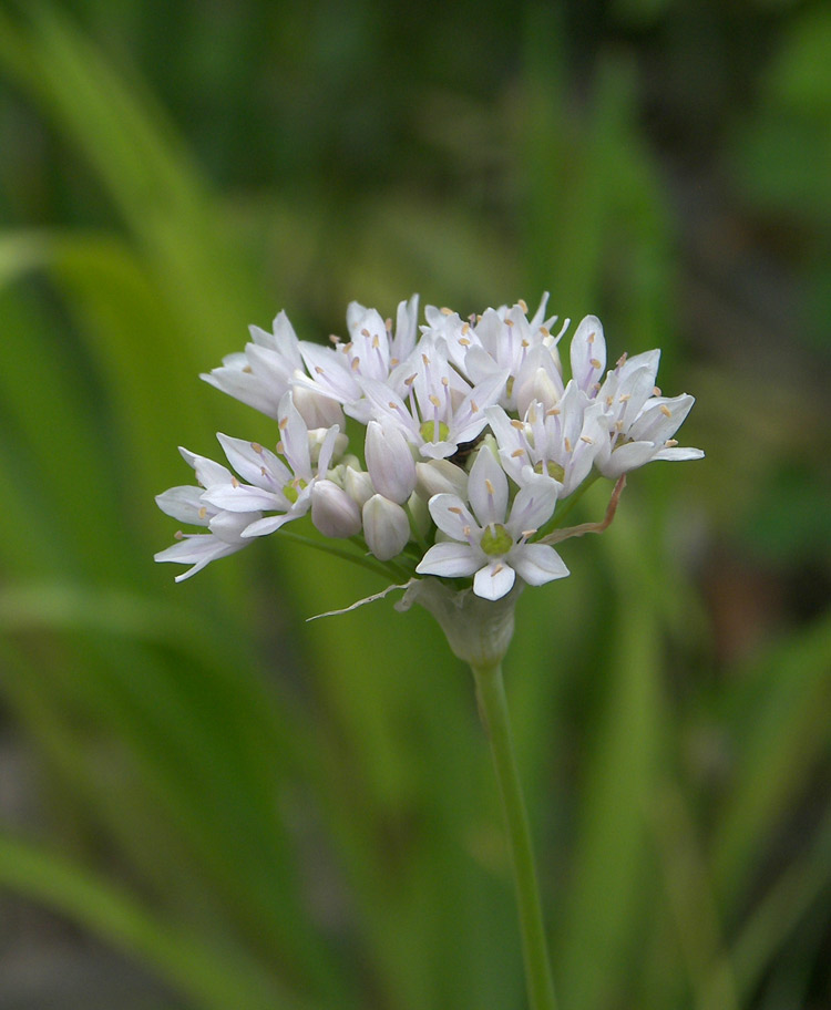 Image of Allium canadense specimen.