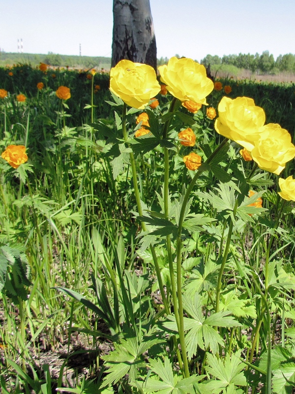 Изображение особи Trollius asiaticus.