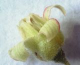Image of taxon representative. Author is Лена Глазунова