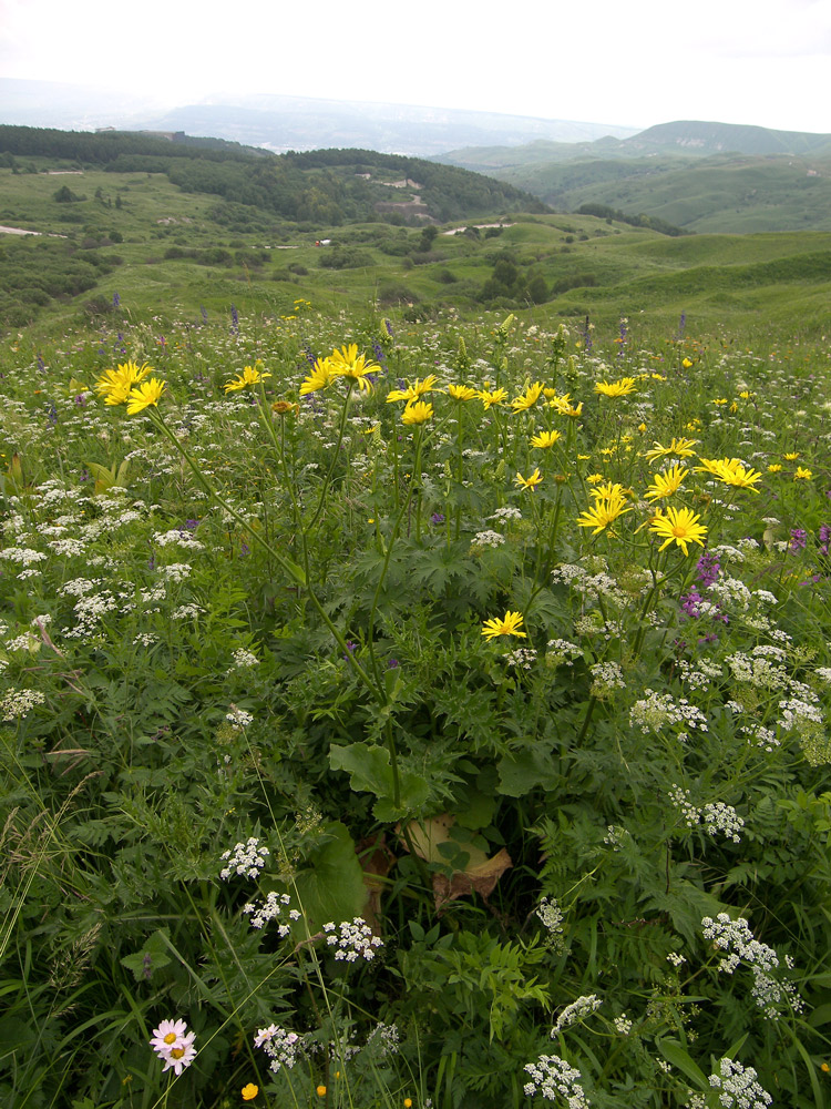 Изображение особи Doronicum macrophyllum.
