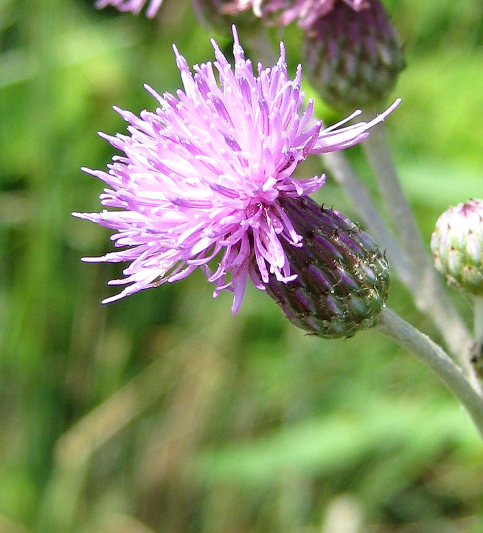 Изображение особи Cirsium incanum.