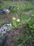 Primula macrocalyx