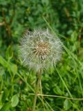 Taraxacum croceum