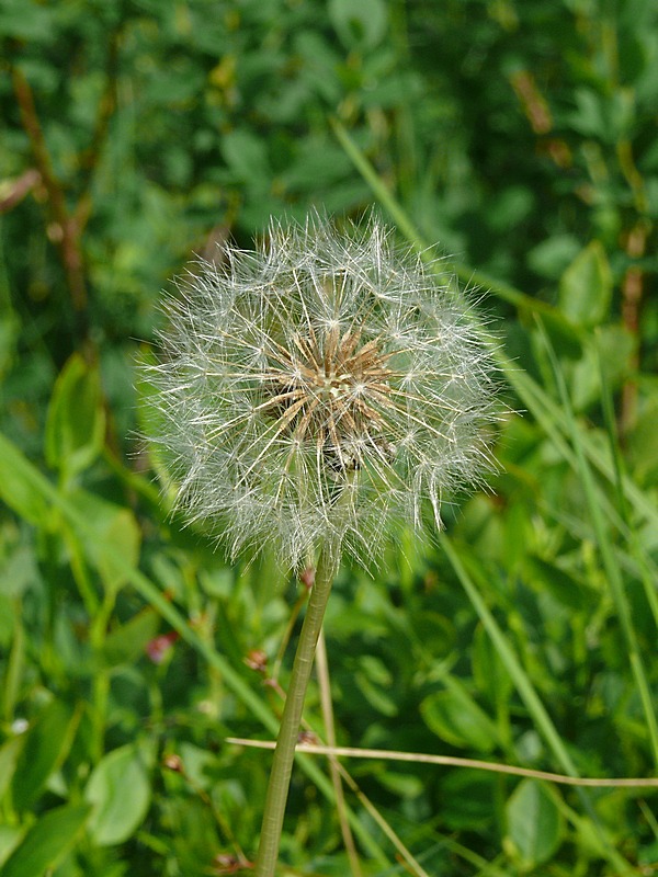 Image of Taraxacum croceum specimen.