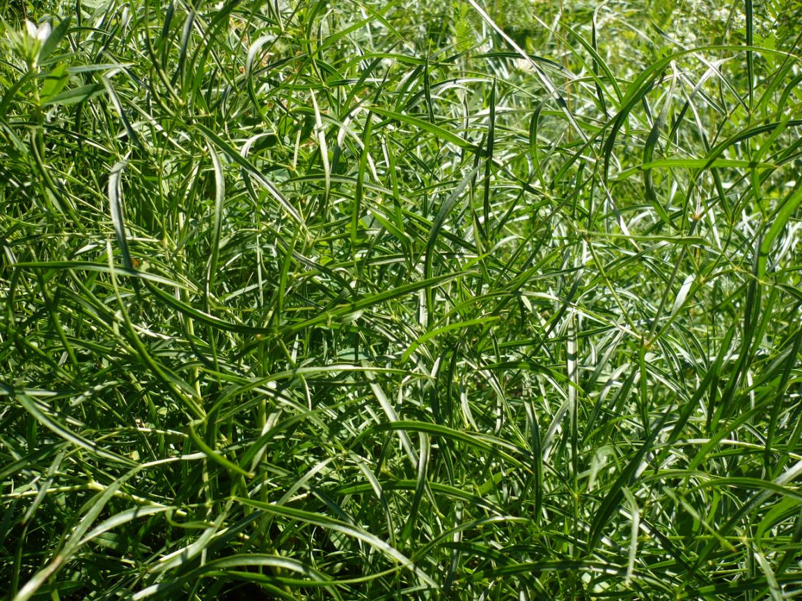 Image of Peucedanum morisonii specimen.