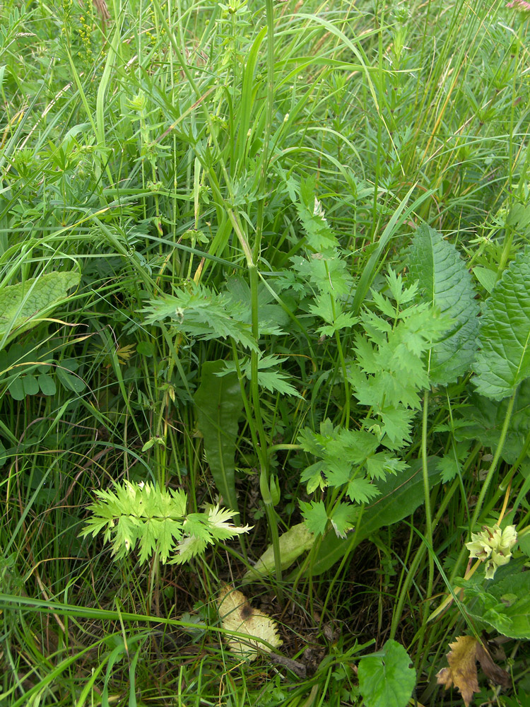 Изображение особи Pimpinella rhodantha.