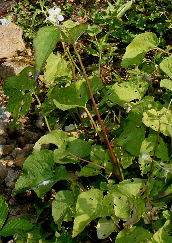 Image of Viola canadensis specimen.