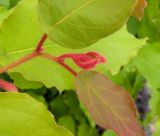 Corymbia torelliana. Молодой побег. Израиль, впадина Мёртвого моря, пос. Эйн Бокек, в культуре. 13.05.2014.